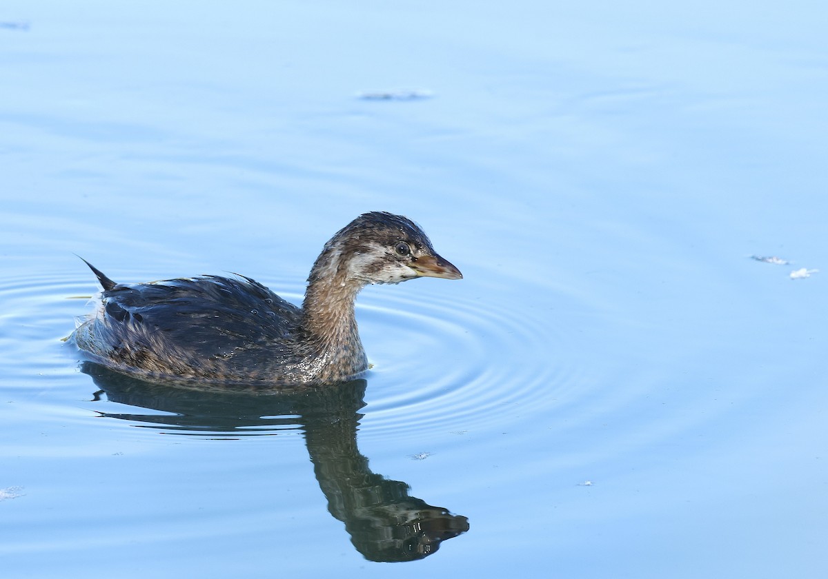 Pied-billed Grebe - ML642822885