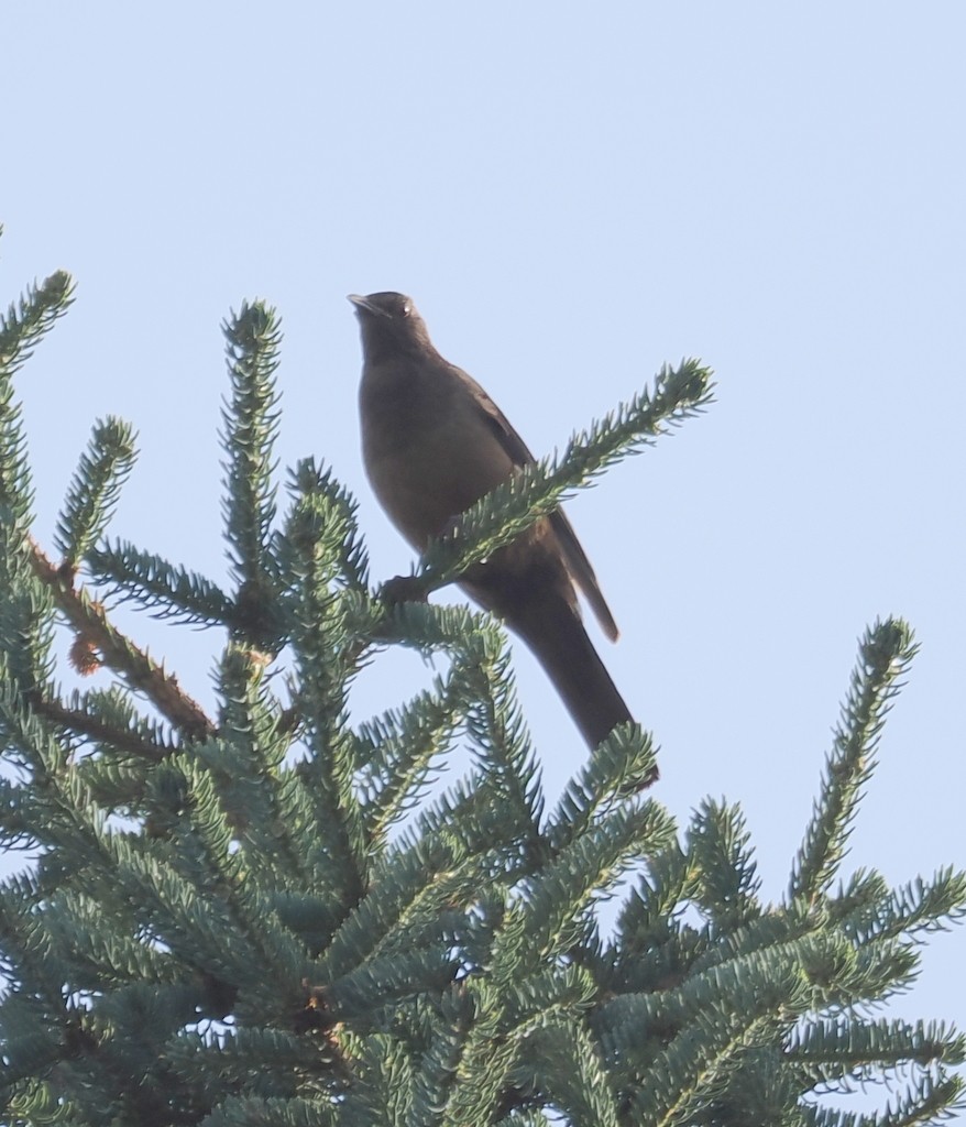 White-backed Thrush - ML642822887