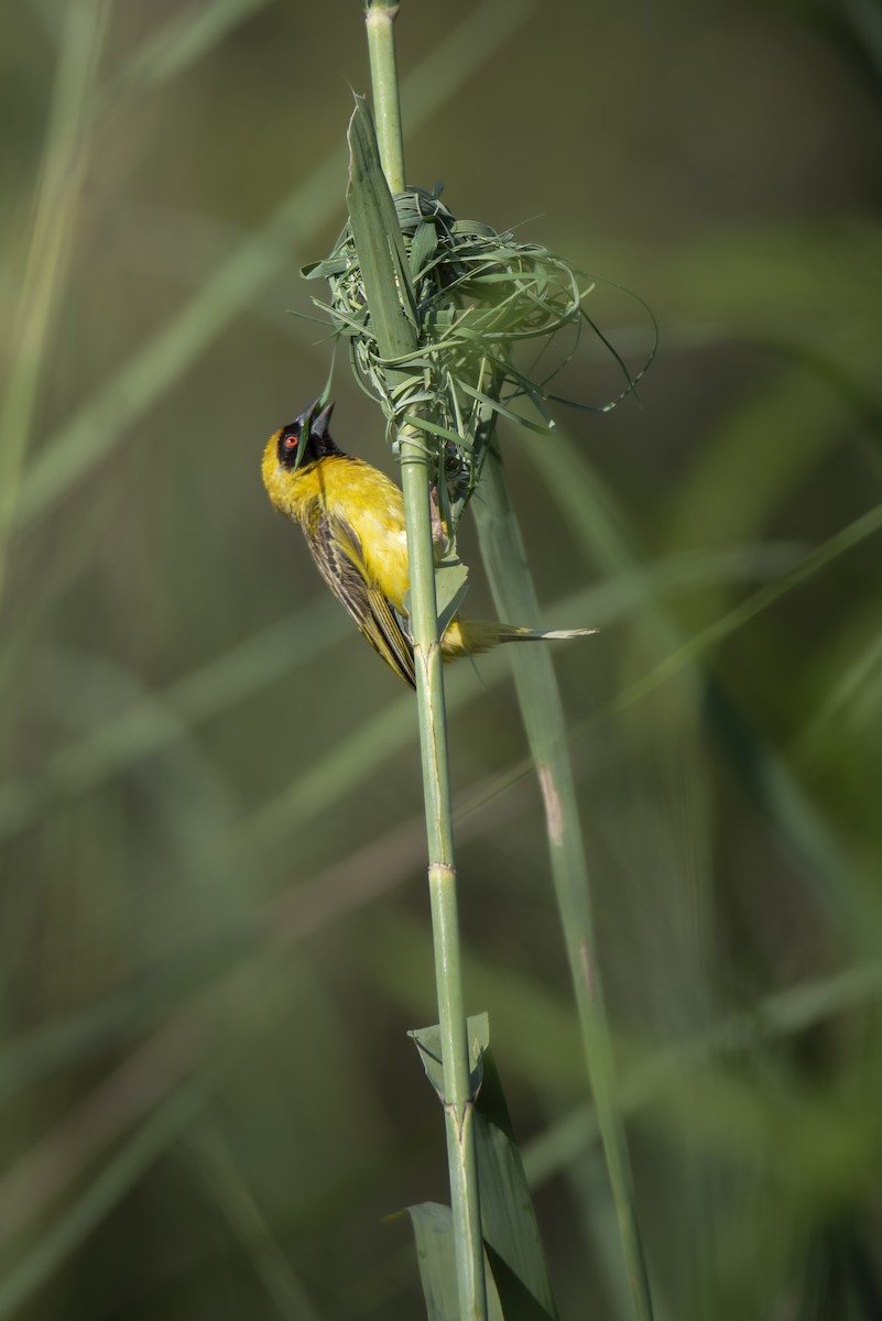 Southern Masked-Weaver - ML642822888