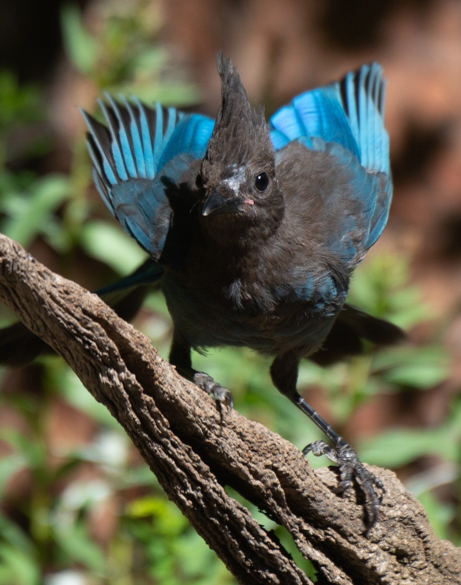 Steller's Jay - ML642822900