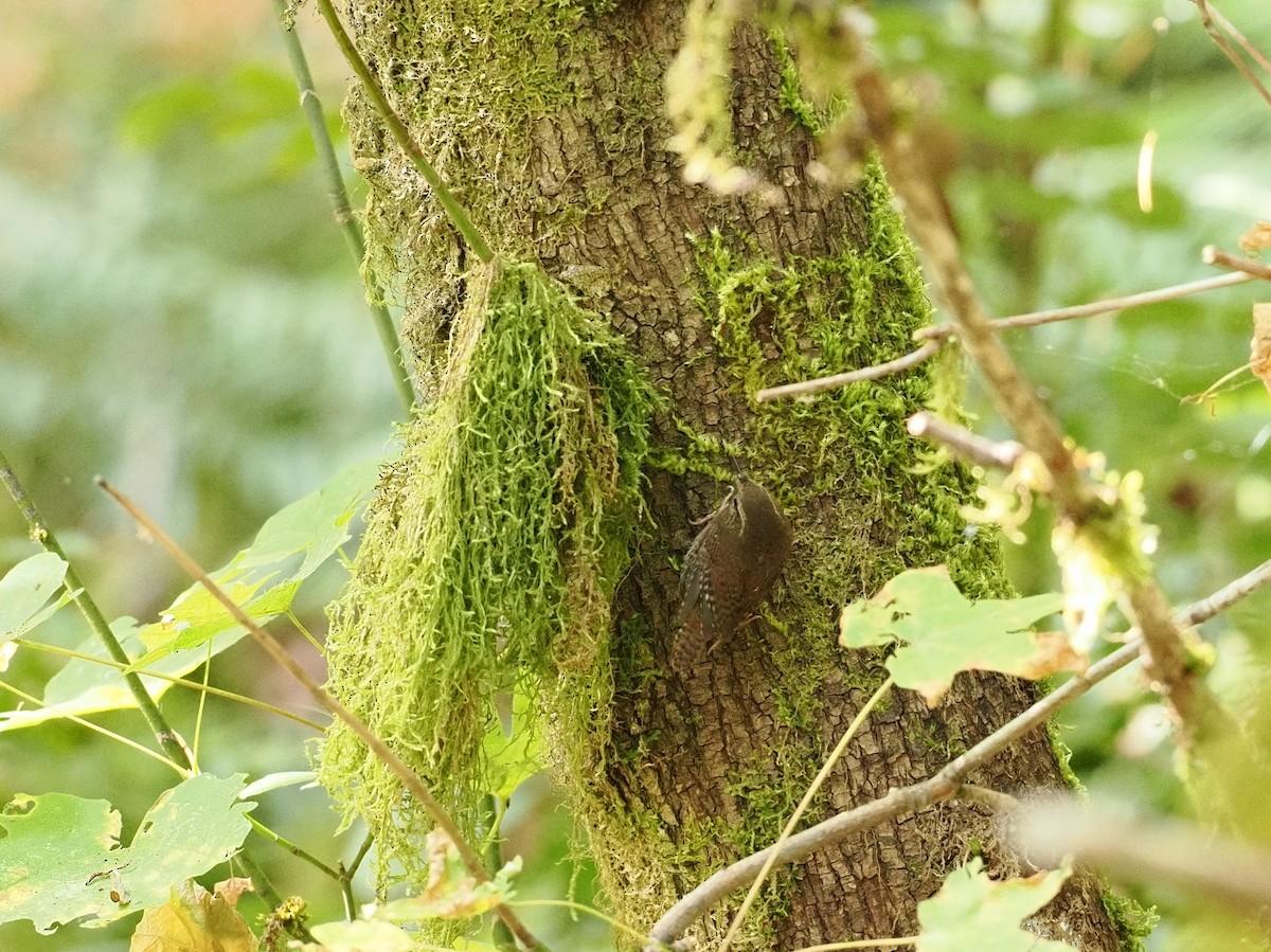 Pacific Wren - ML642822907