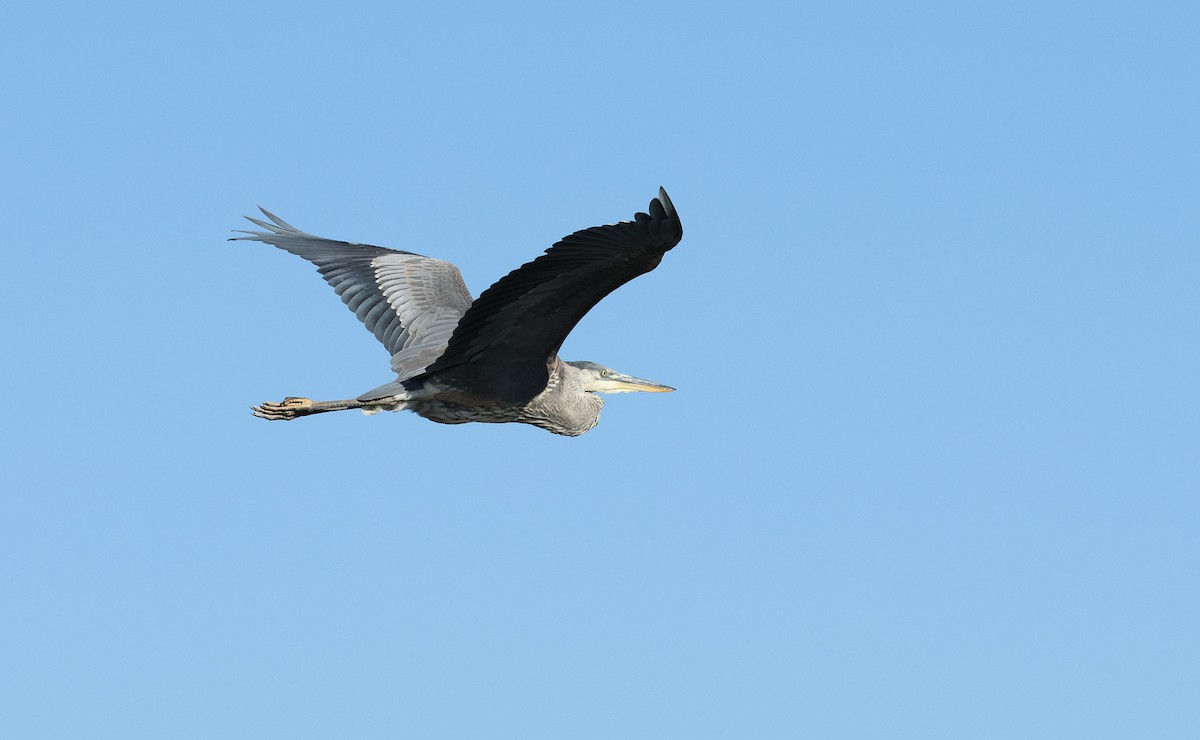 Great Blue Heron - ML642822909