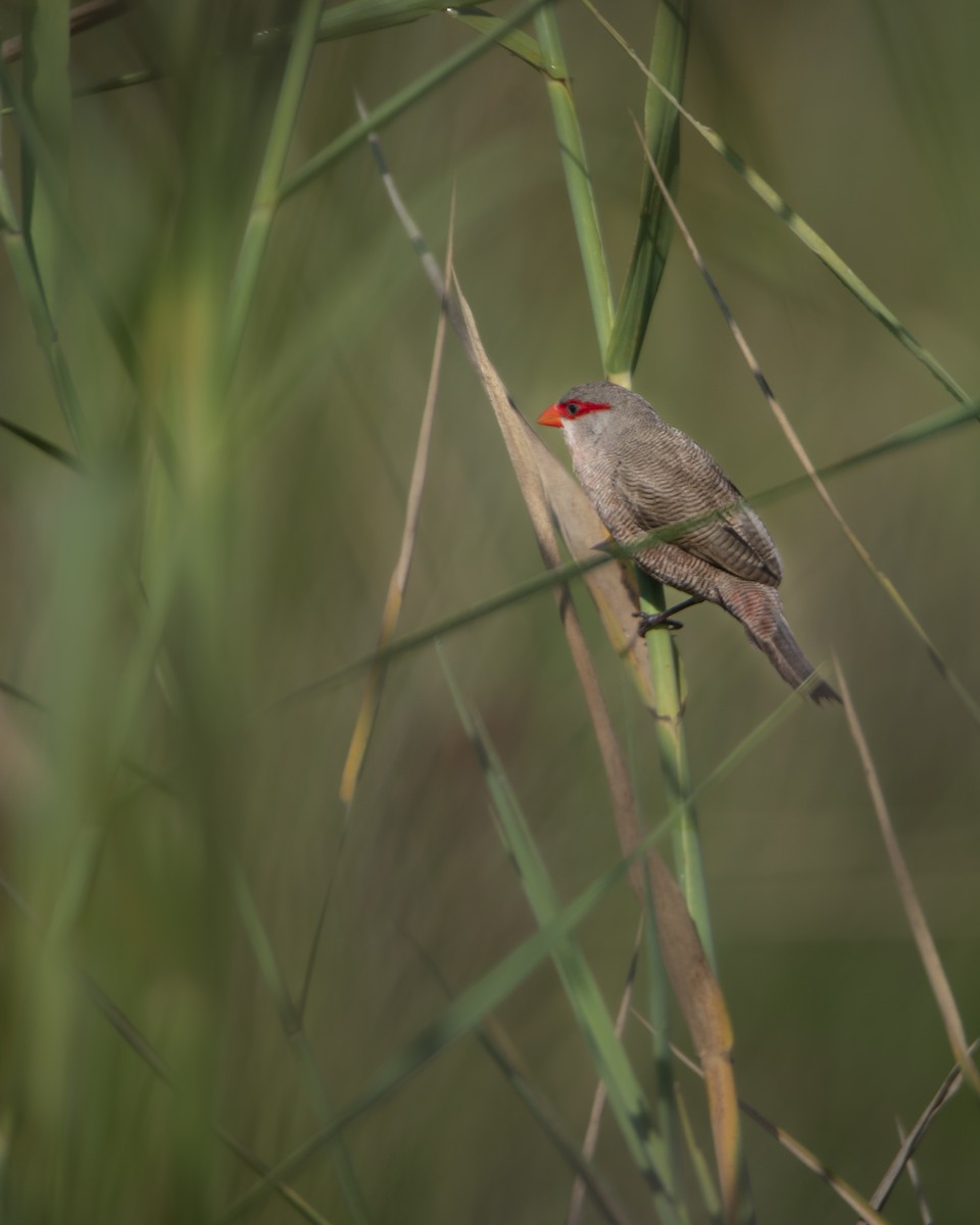 Common Waxbill - ML642822910