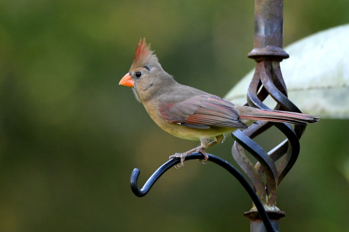 Cardinal rouge - ML642822911