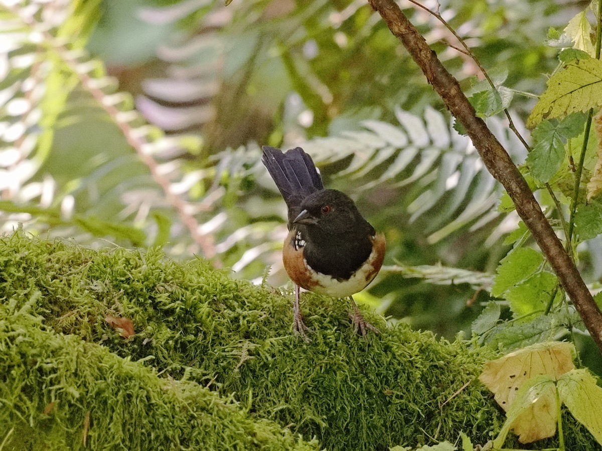 Spotted Towhee - ML642822912