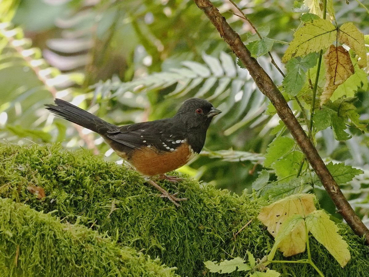 Spotted Towhee - ML642822913