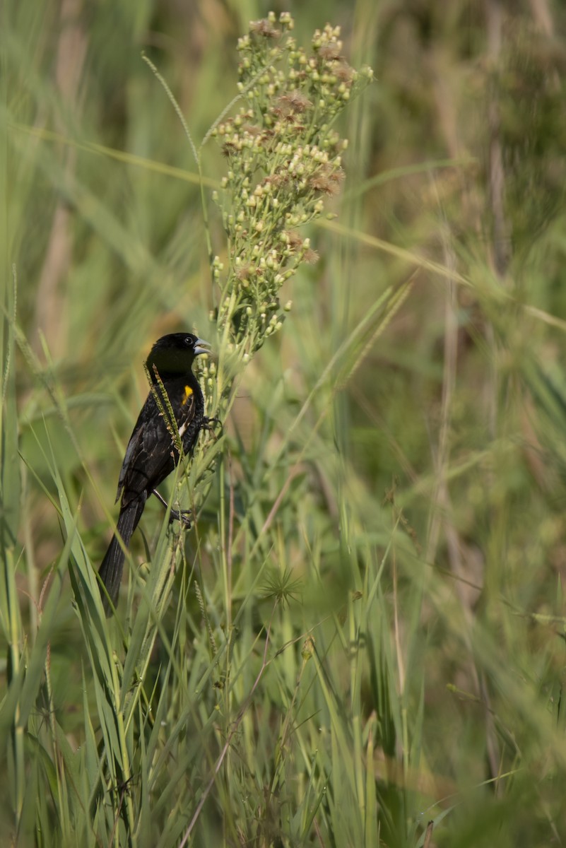 White-winged Widowbird - ML642822924