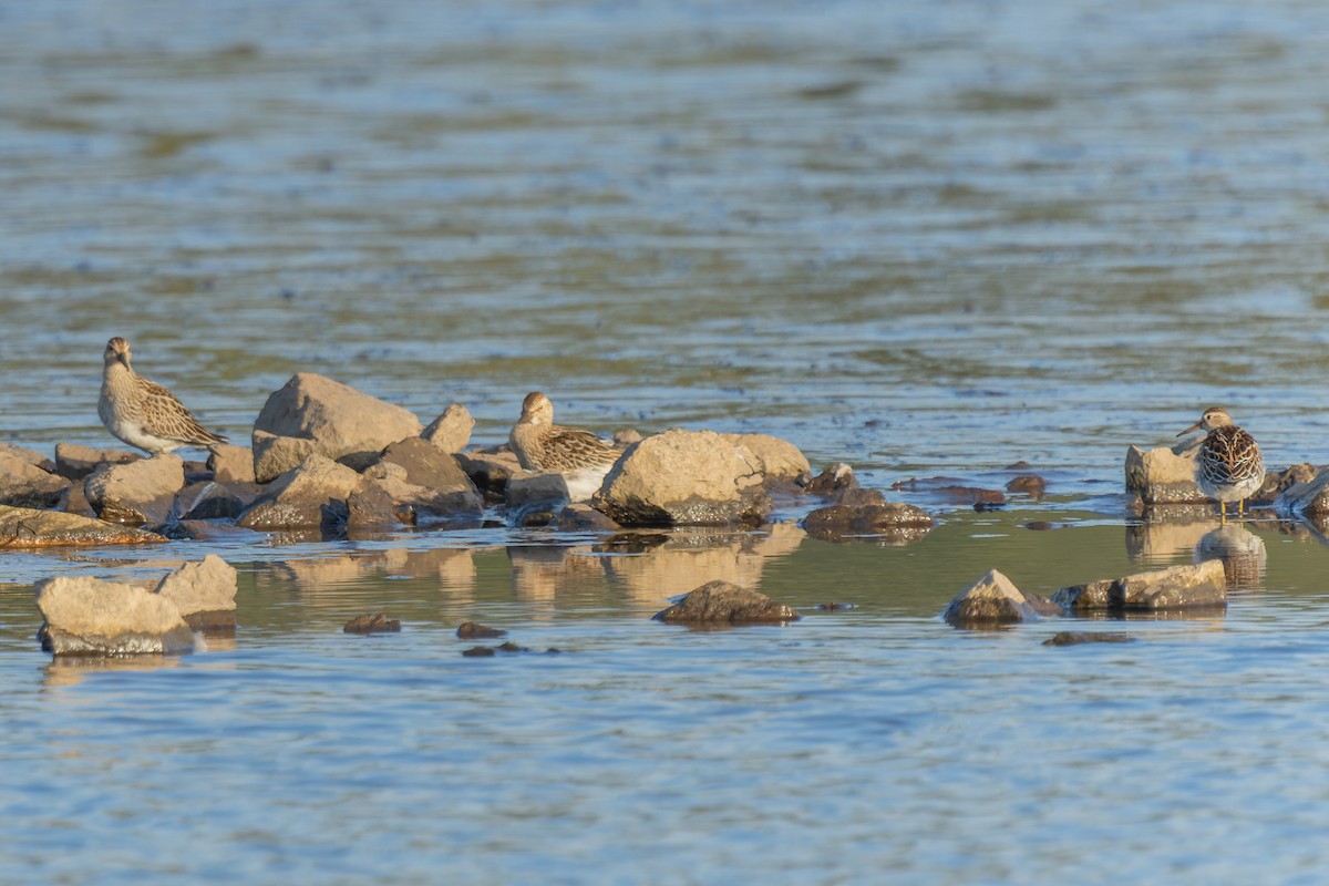 Pectoral Sandpiper - ML642822925