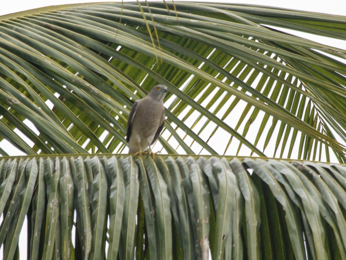 Shikra - ML642822929
