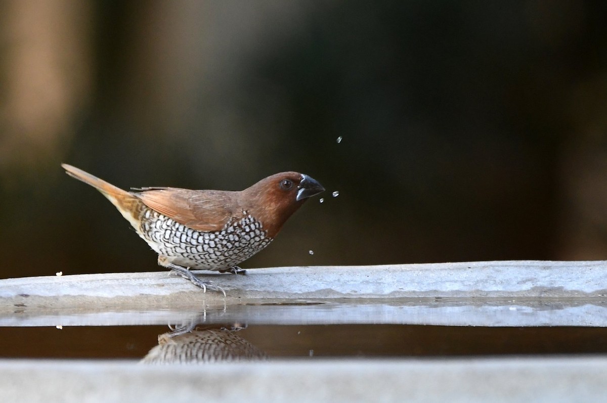 Scaly-breasted Munia - ML642822939
