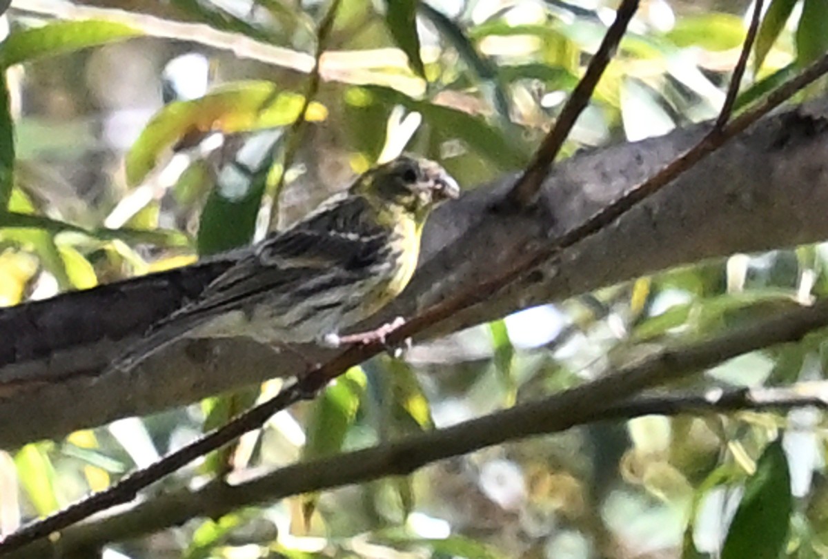 European Serin - ML642822982