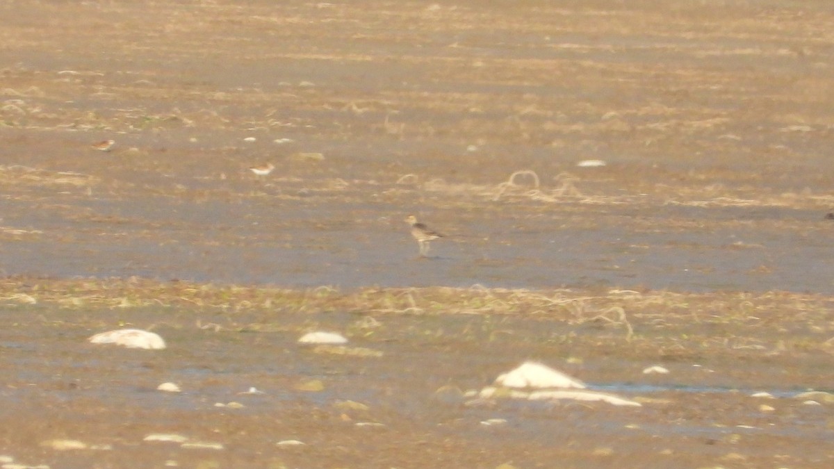 American Golden-Plover - ML642822993