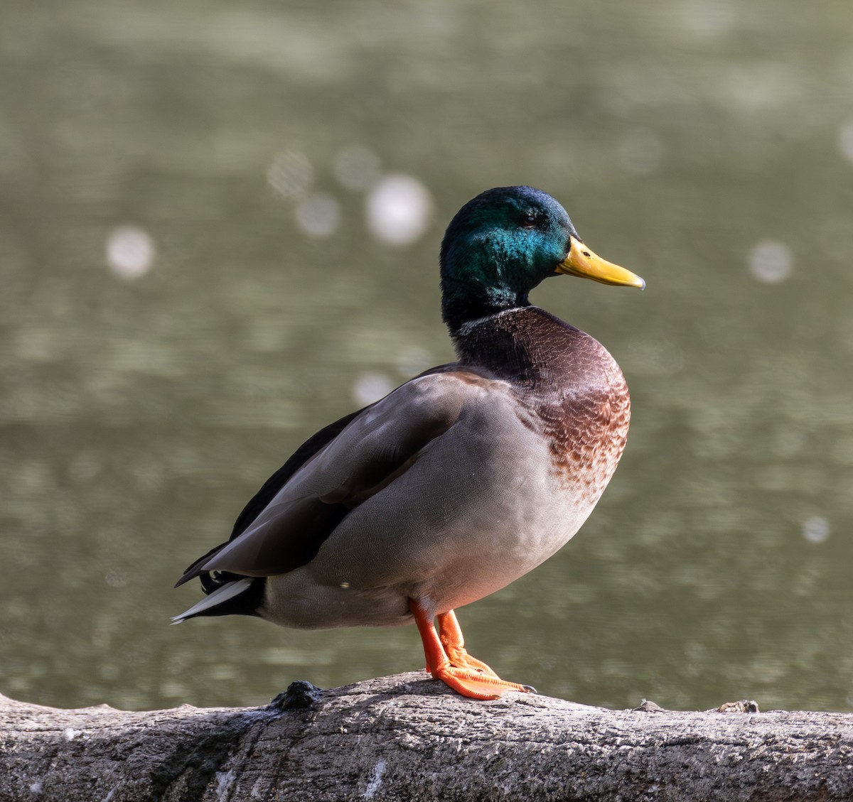 Canard colvert - ML642822999