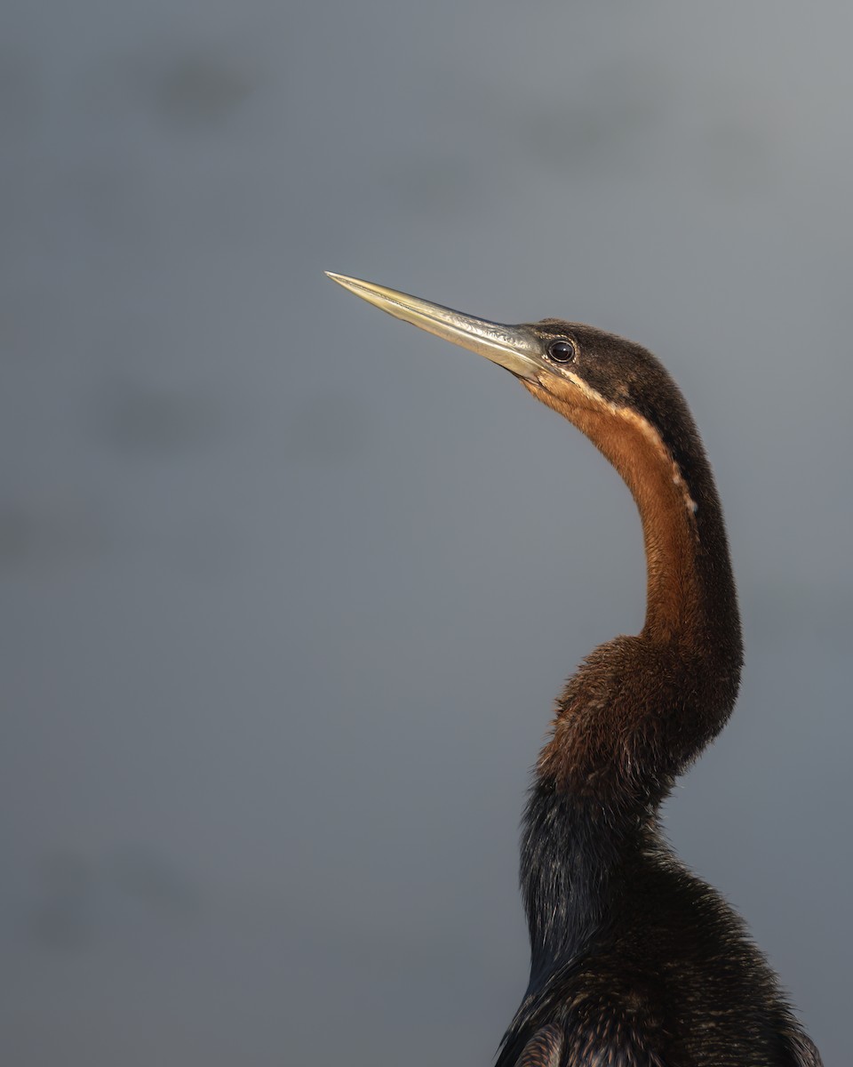 African Darter - ML642823001