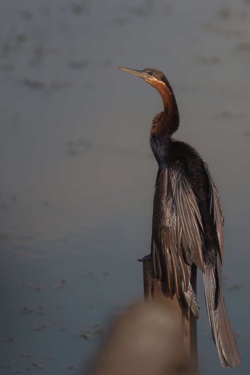 African Darter - ML642823002