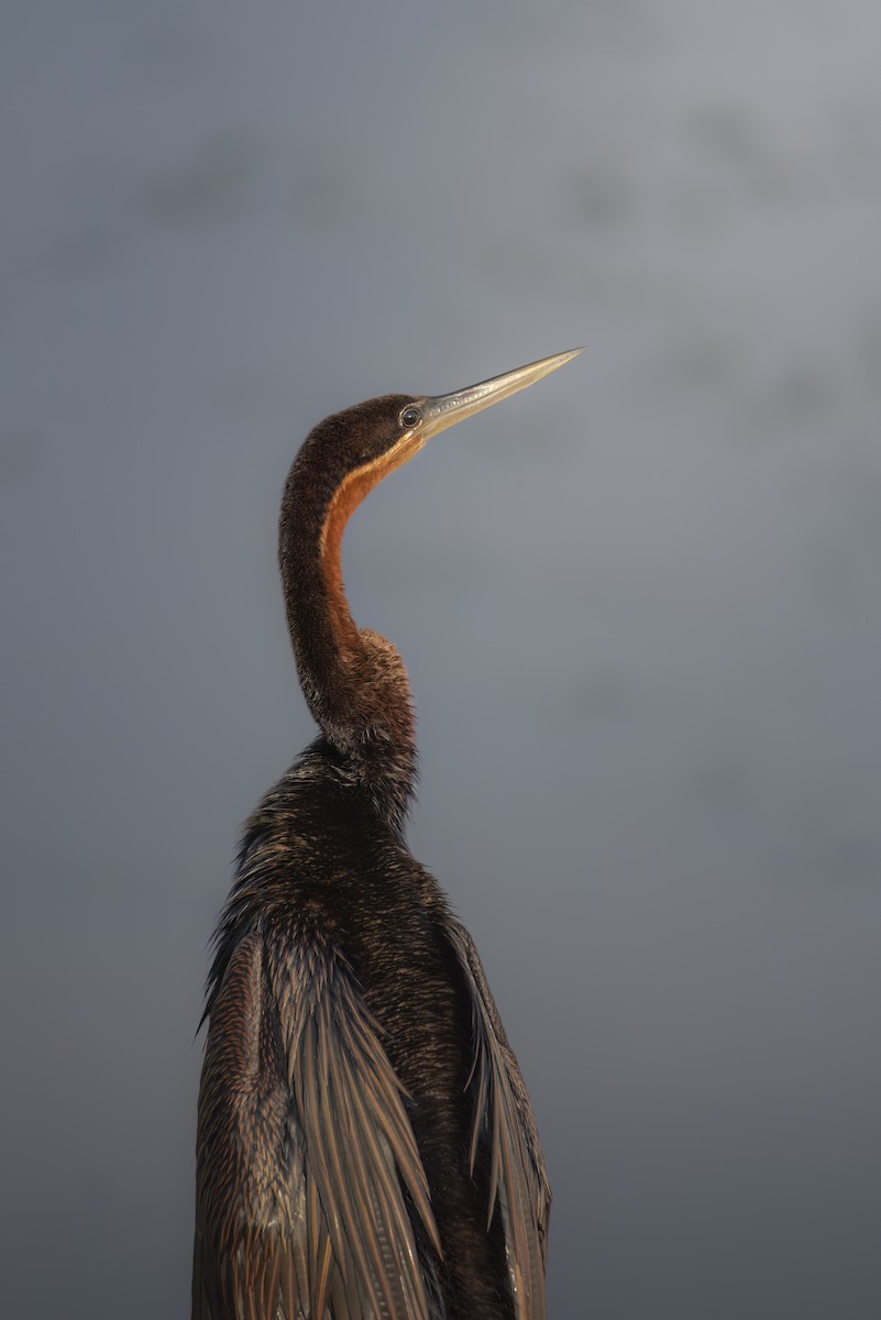 African Darter - ML642823003