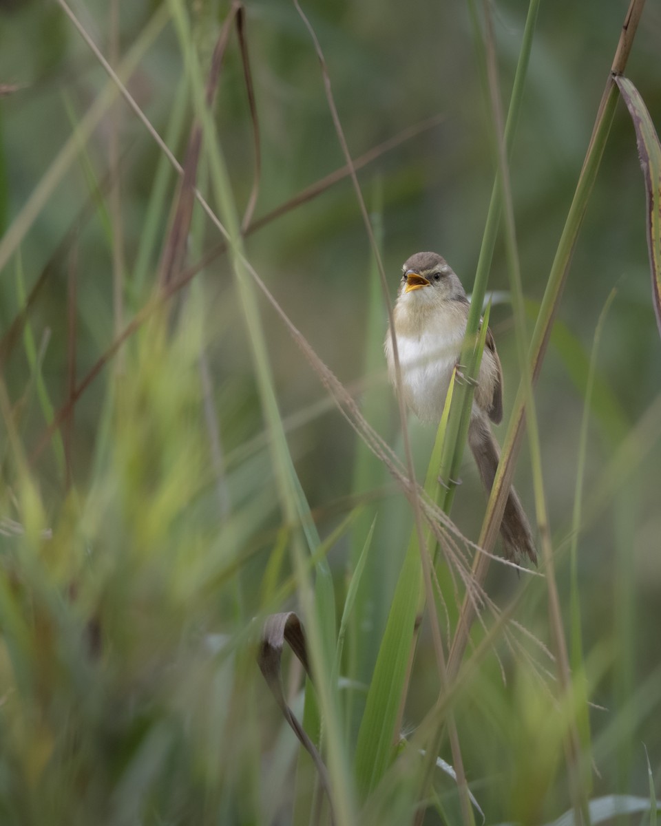 Tawny-flanked Prinia - ML642823008