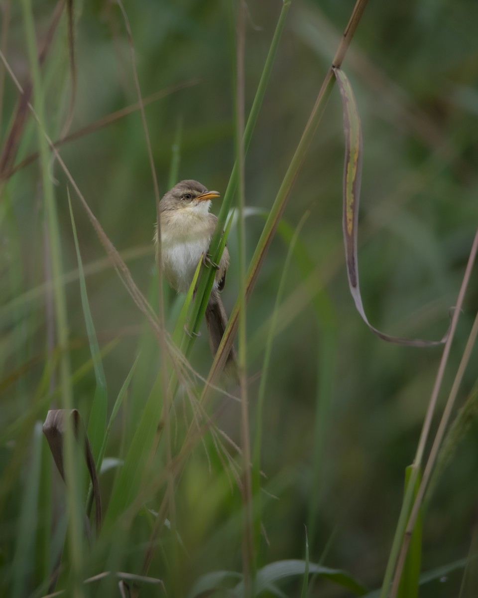 Tawny-flanked Prinia - ML642823012