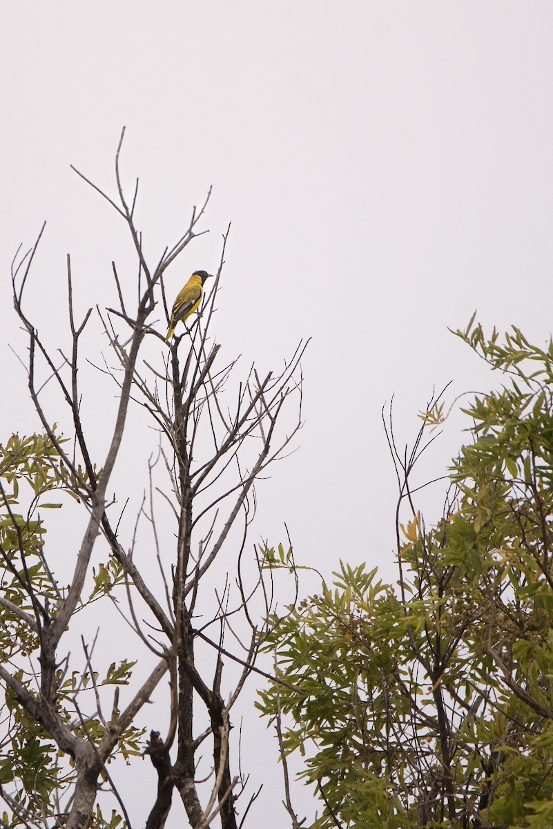 African Black-headed Oriole - ML642823018