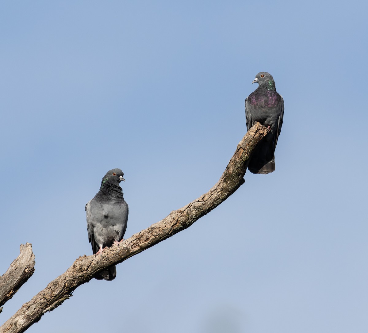 Pigeon biset (forme domestique) - ML642823019