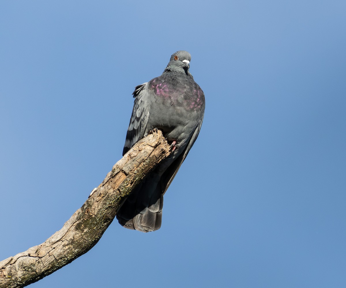 Pigeon biset (forme domestique) - ML642823020
