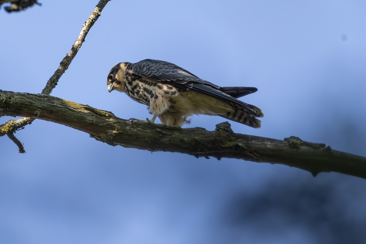 Eurasian Hobby - ML642823024