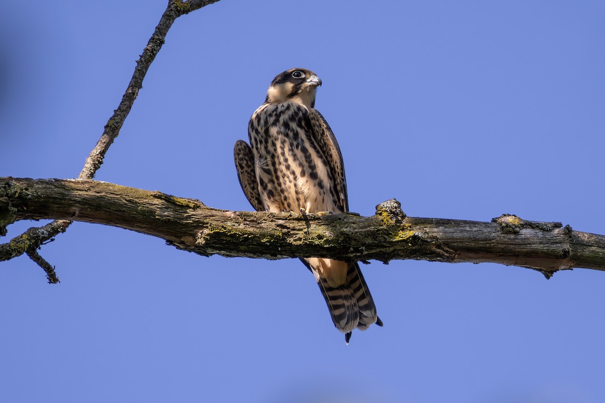 Eurasian Hobby - ML642823025