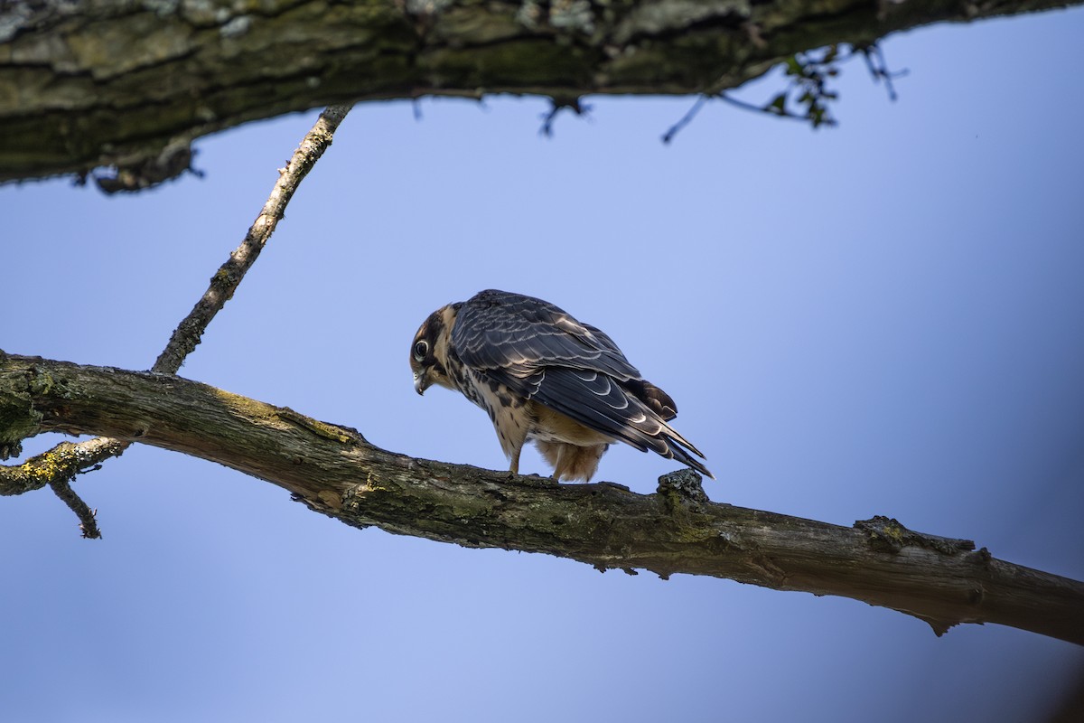 Eurasian Hobby - ML642823026