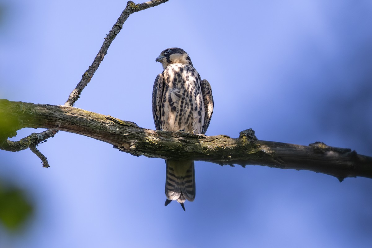 Eurasian Hobby - ML642823027