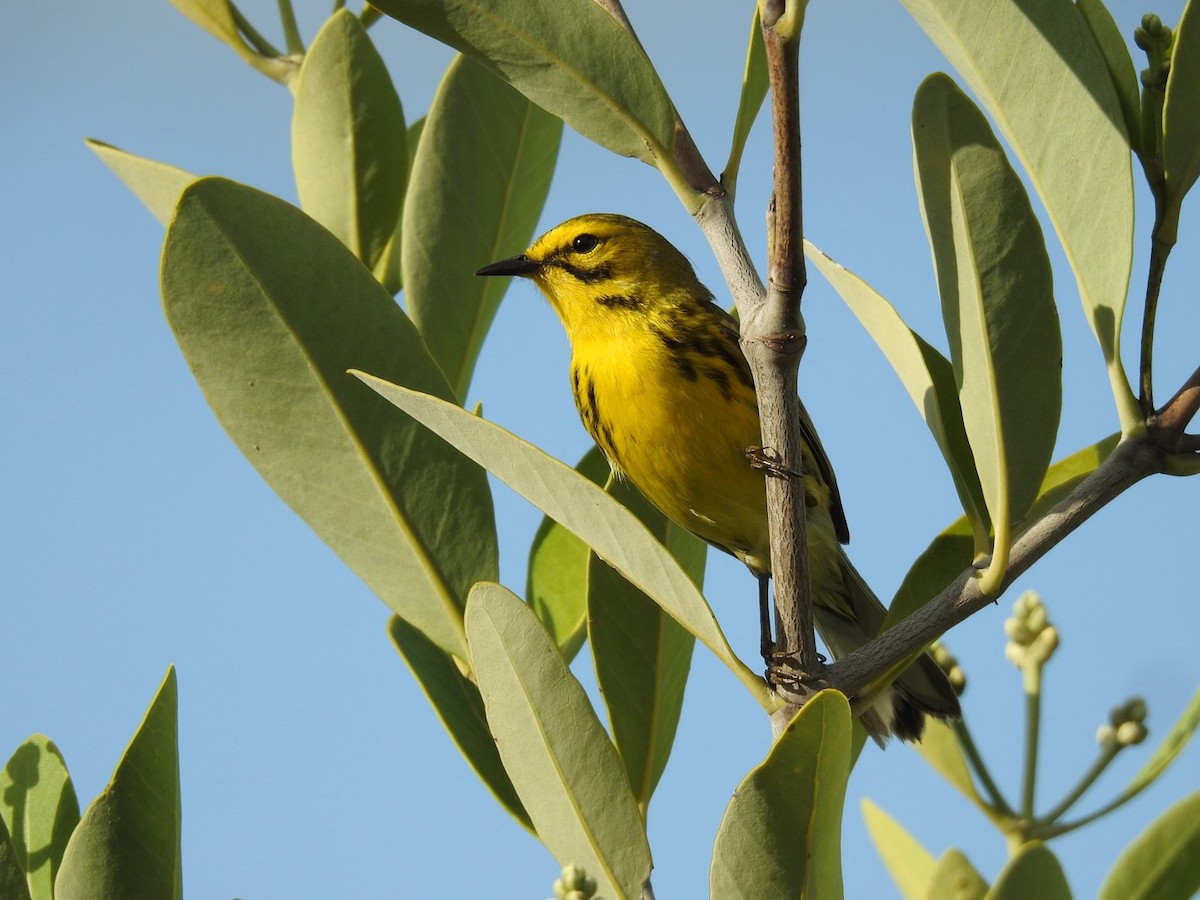 Prairie Warbler - ML642823046