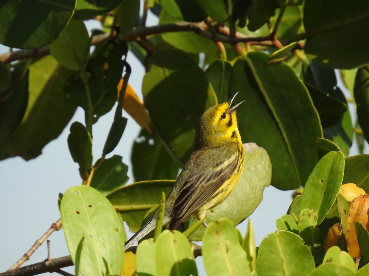 Prairie Warbler - ML642823047
