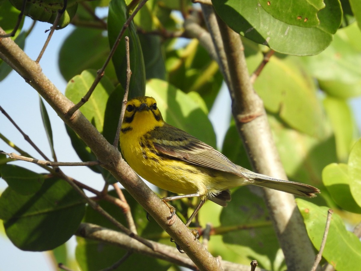 Prairie Warbler - ML642823049