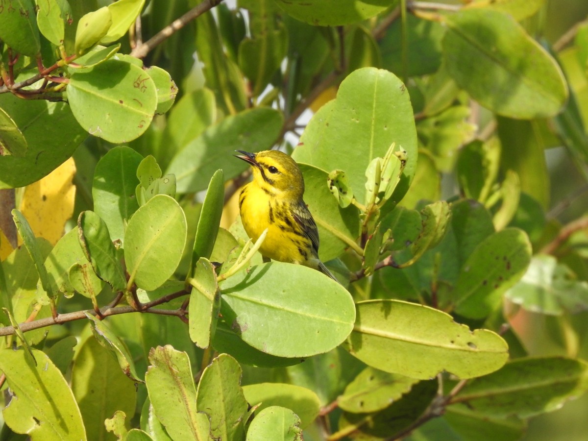 Prairie Warbler - ML642823050