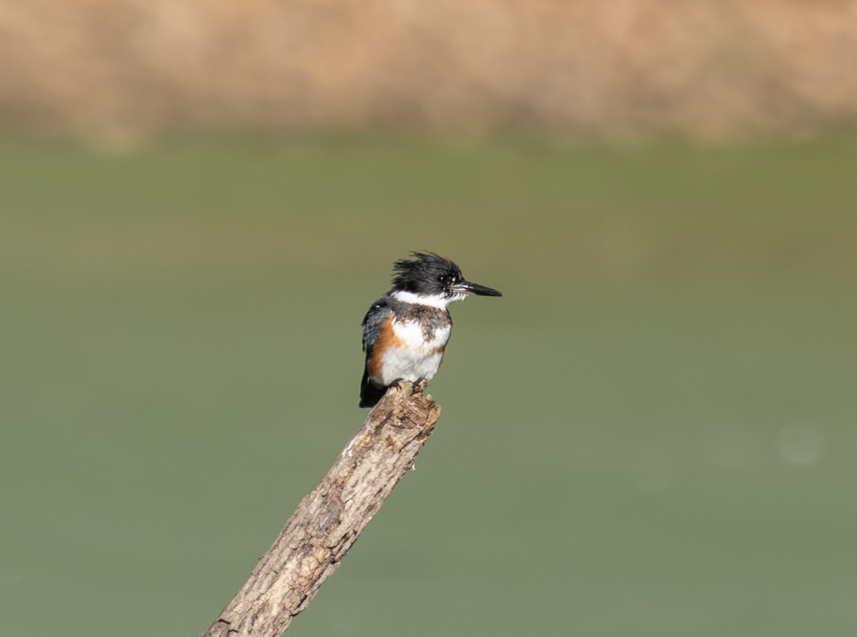 Martin-pêcheur d'Amérique - ML642823060