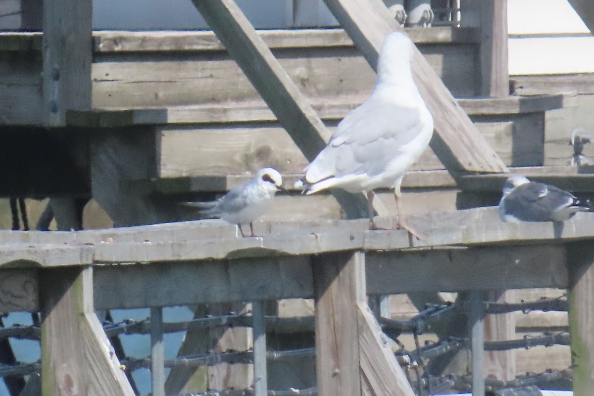 Forster's Tern - ML642823062