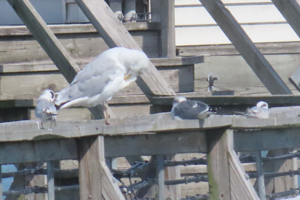 Forster's Tern - ML642823063