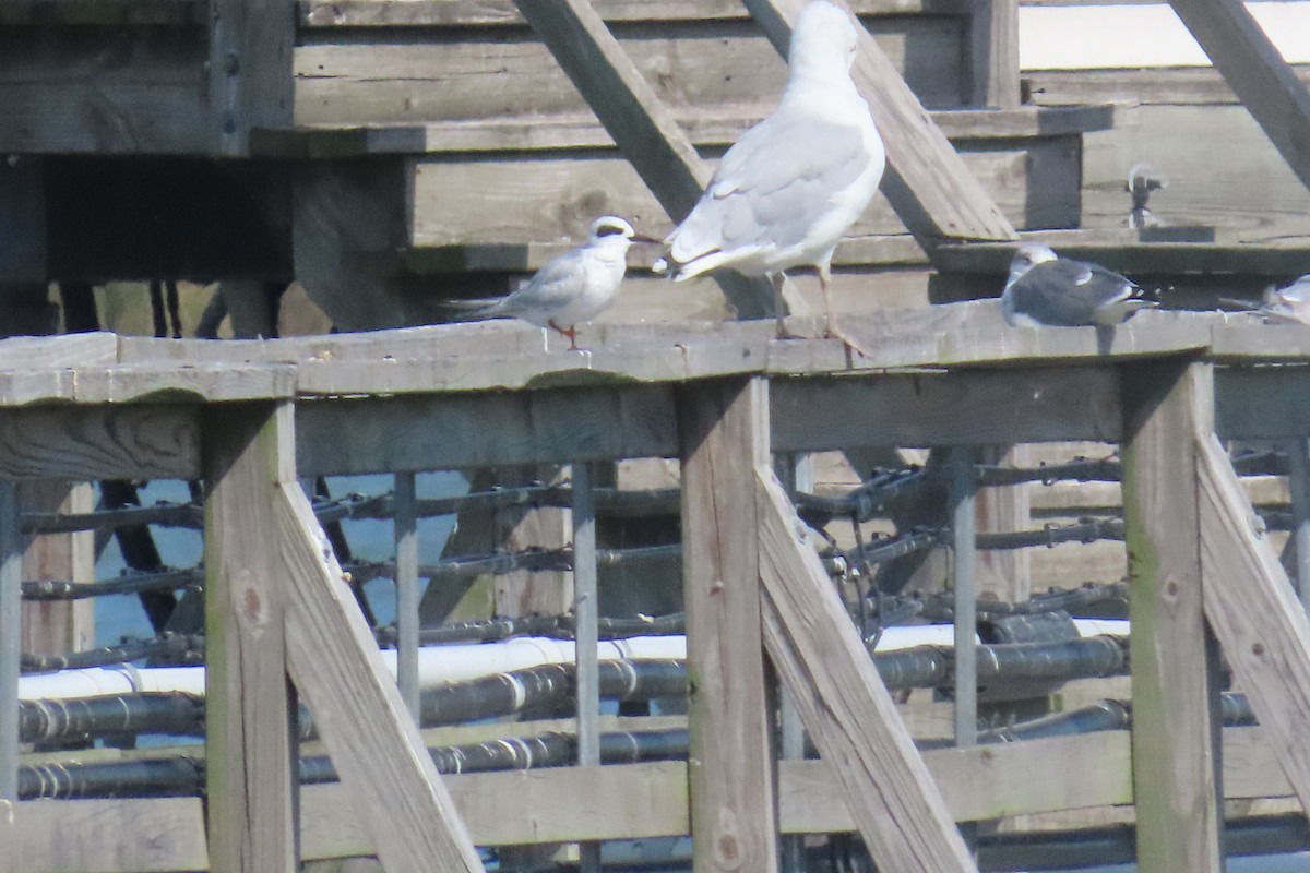 Forster's Tern - ML642823064