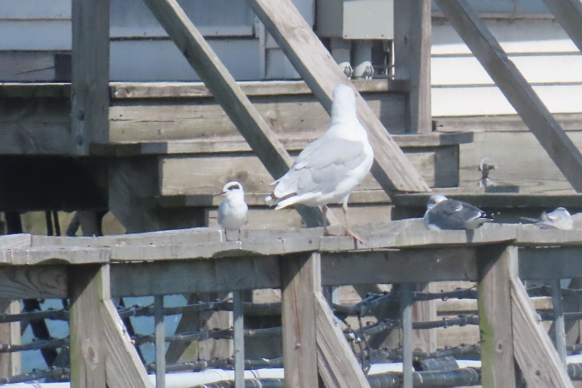 Forster's Tern - ML642823065