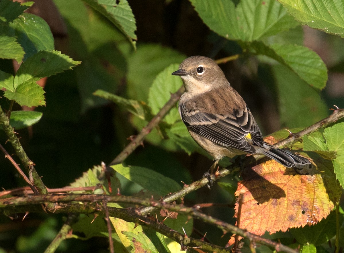 Yellow-rumped Warbler (Myrtle) - ML642823074