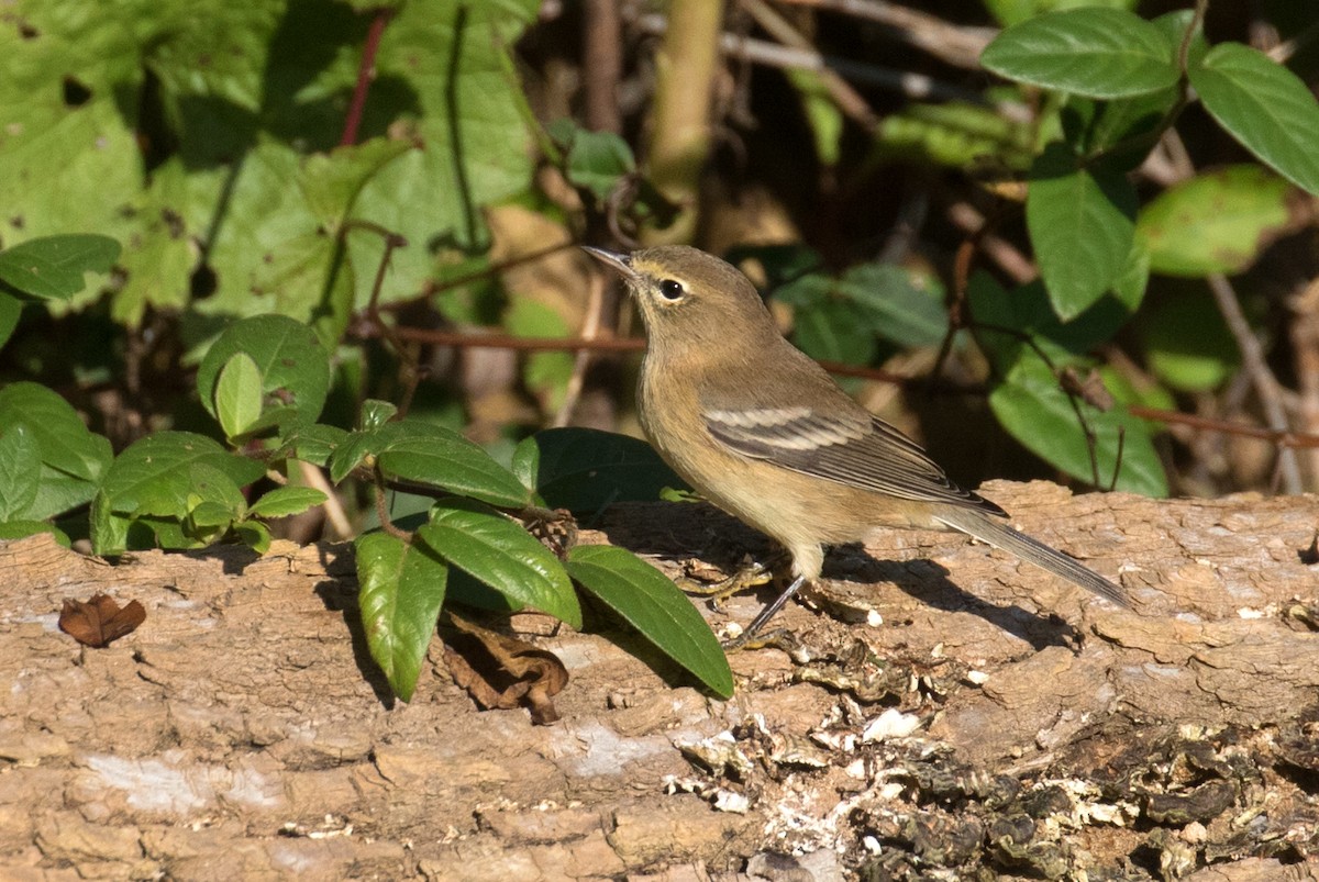 Pine Warbler - ML642823078