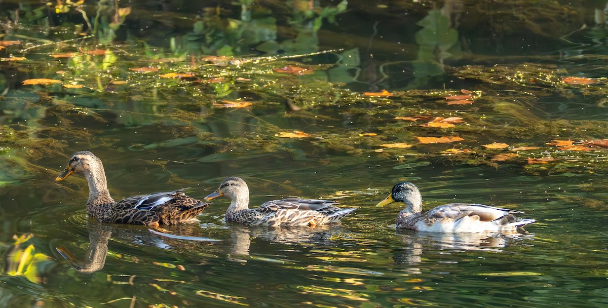 Mallard - ML642823090