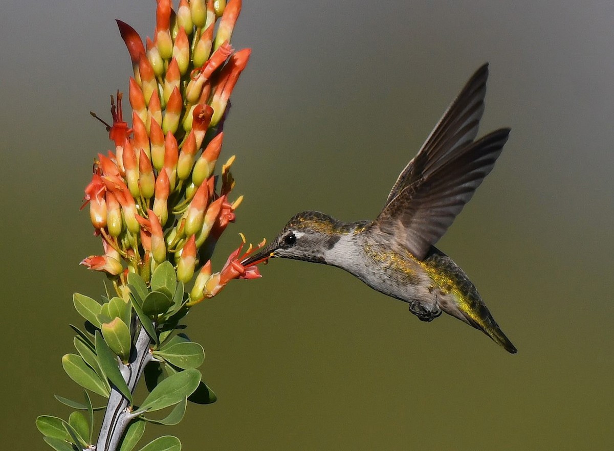 Colibri de Costa - ML642823096