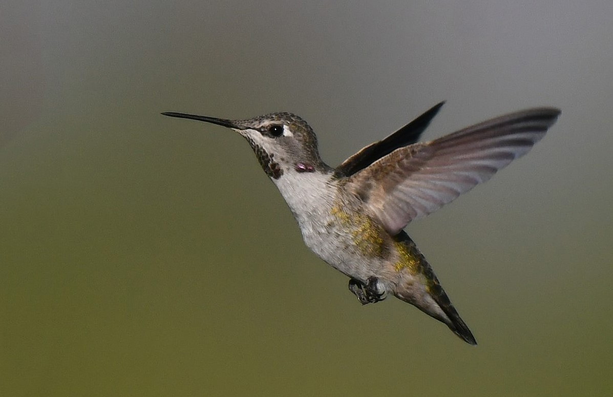 Colibri de Costa - ML642823098