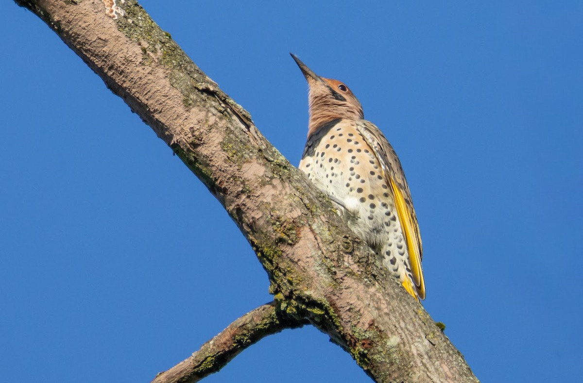 Northern Flicker (Yellow-shafted) - ML642823099