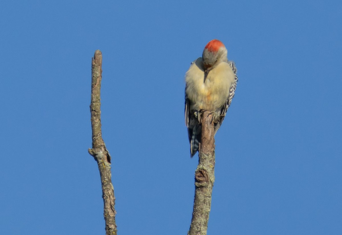 Red-bellied Woodpecker - ML642823100