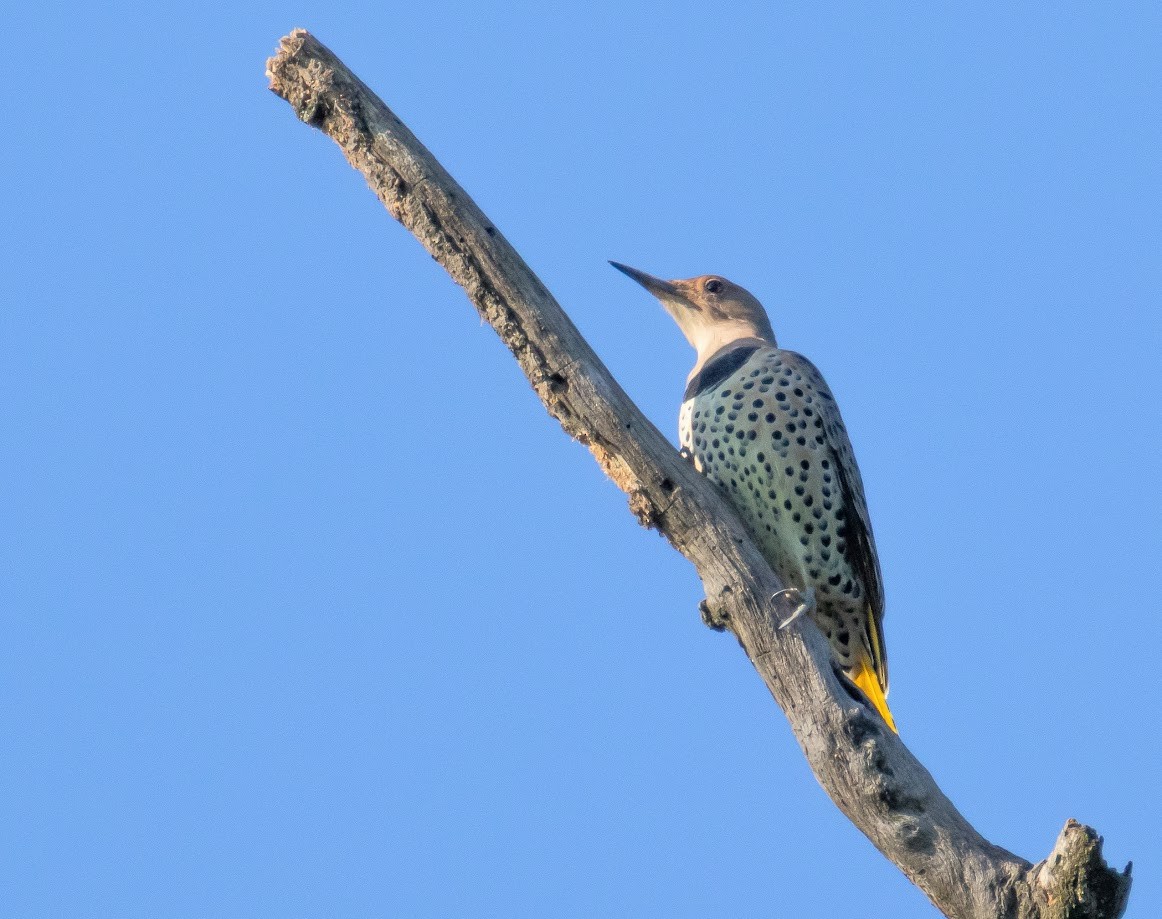Northern Flicker (Yellow-shafted) - ML642823101