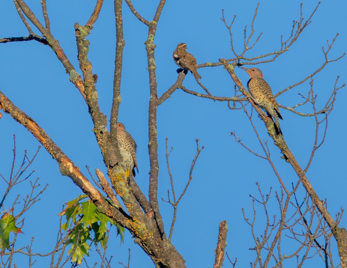 Northern Flicker (Yellow-shafted) - ML642823102