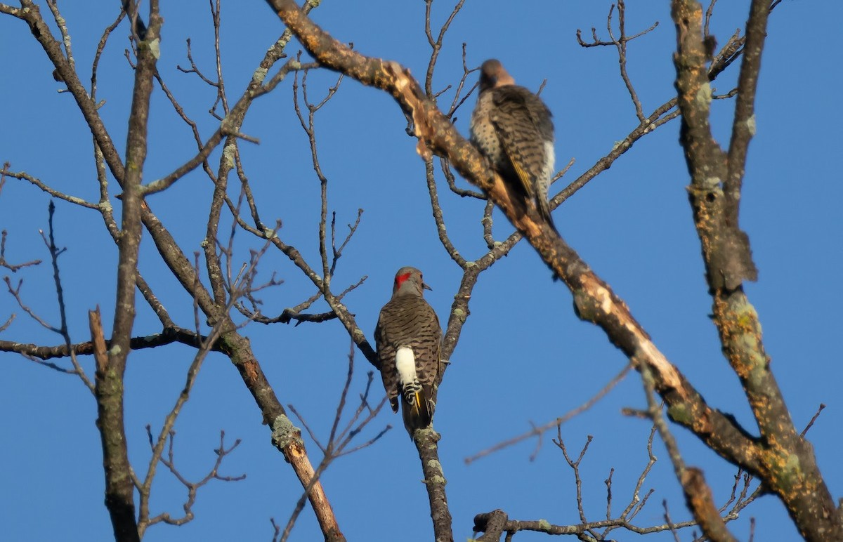 Northern Flicker (Yellow-shafted) - ML642823103