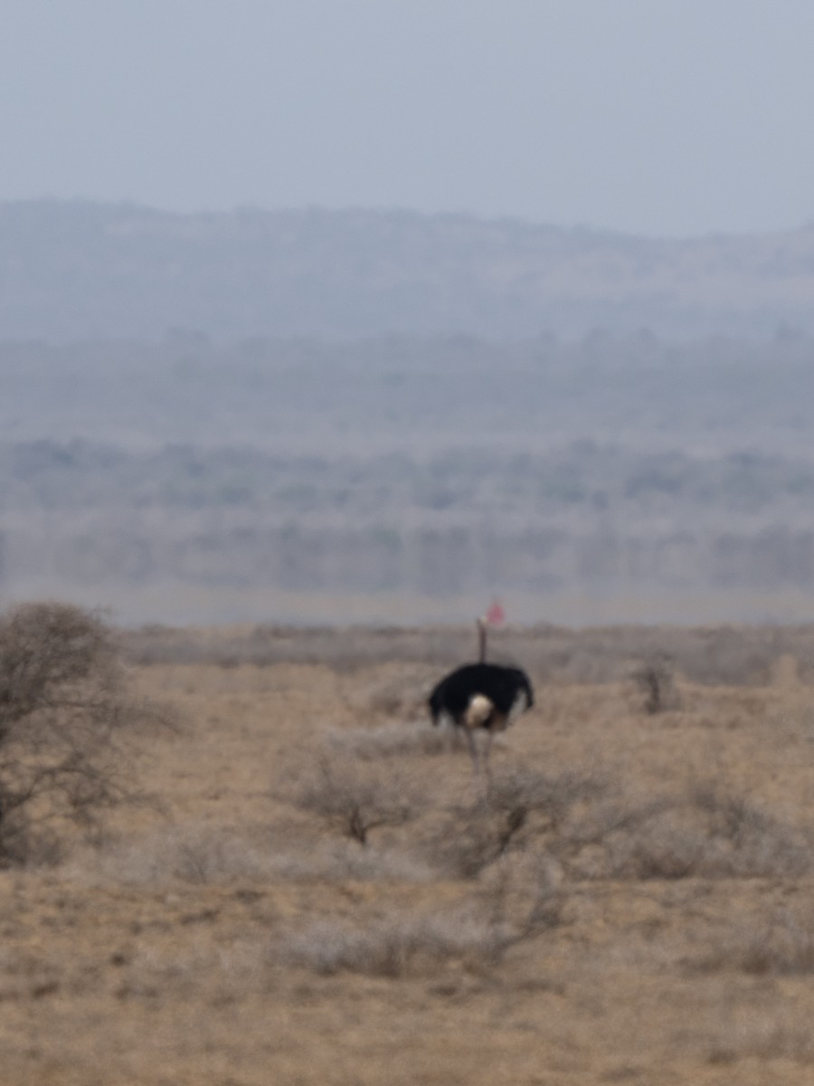 Common Ostrich - ML642823111