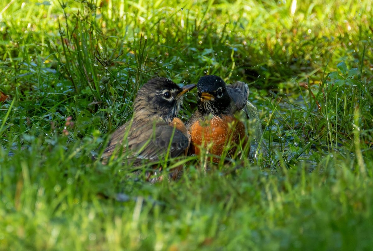 American Robin - ML642823116